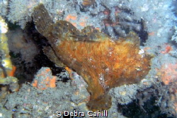 Striate Anglerfish Chowder Bay Sydney by Debra Cahill 